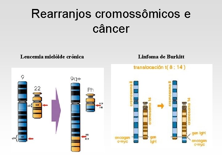 Rearranjos cromossômicos e câncer Leucemia mielóide crônica Linfoma de Burkitt 