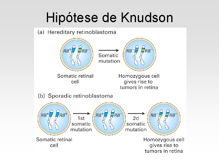 Hipótese de Knudson 