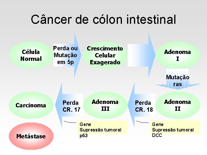 Câncer de cólon intestinal Célula Normal Crescimento Celular Exagerado Perda ou Mutação em 5