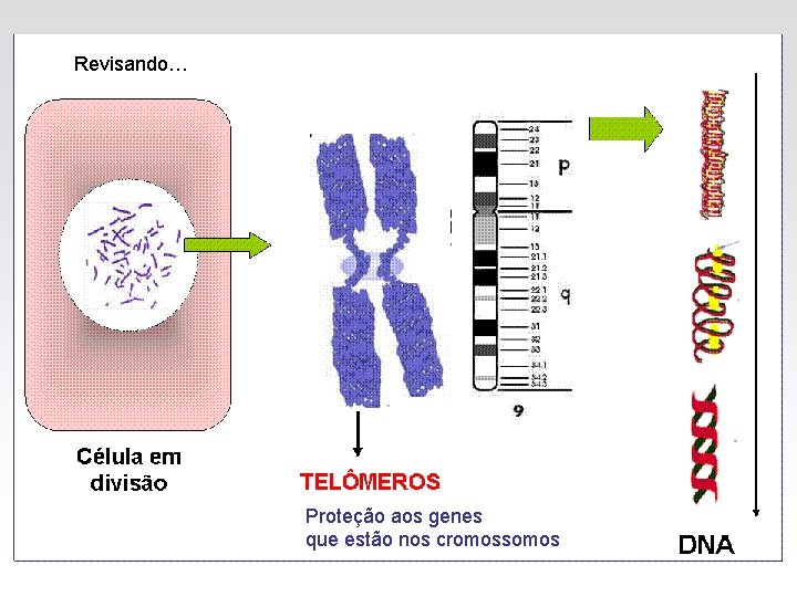 Revisando… Proteção aos genes que estão nos cromossomos 