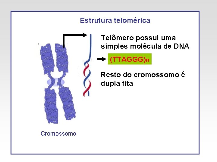 Estrutura telomérica Telômero possui uma simples molécula de DNA (TTAGGG)n Resto do cromossomo é