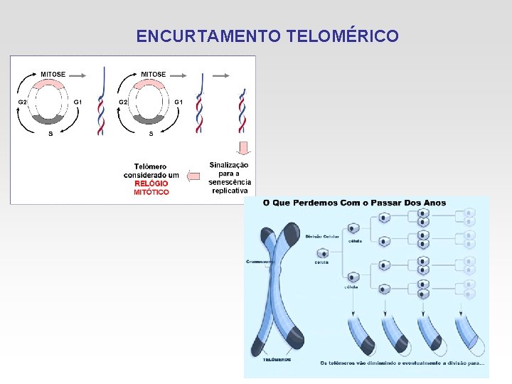 ENCURTAMENTO TELOMÉRICO 