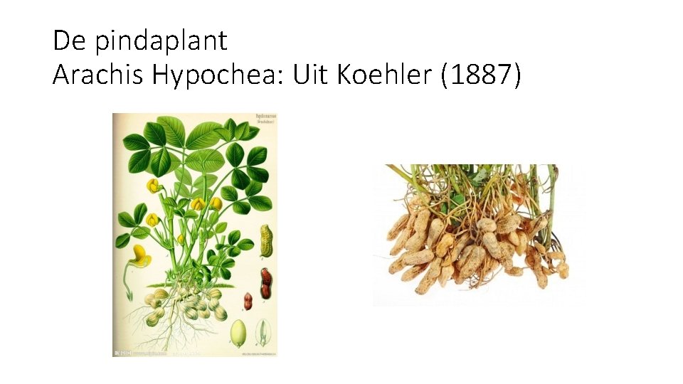 De pindaplant Arachis Hypochea: Uit Koehler (1887) 