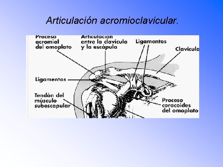 Articulación acromioclavicular. 
