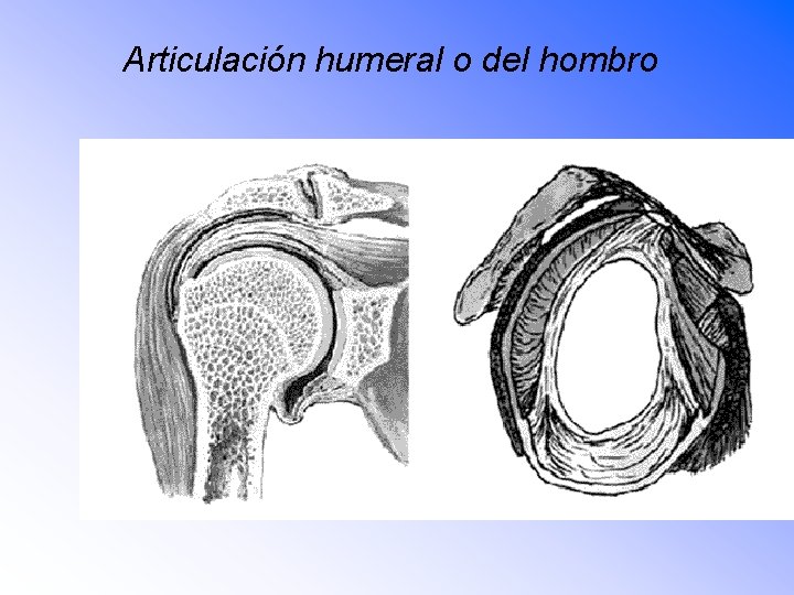 Articulación humeral o del hombro 