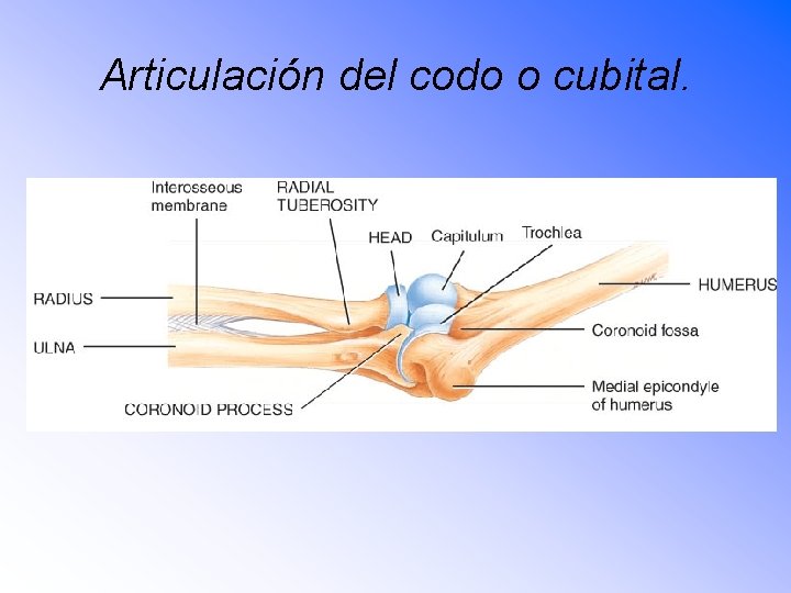 Articulación del codo o cubital. 