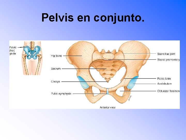 Pelvis en conjunto. 