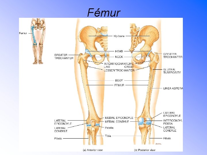 Fémur 