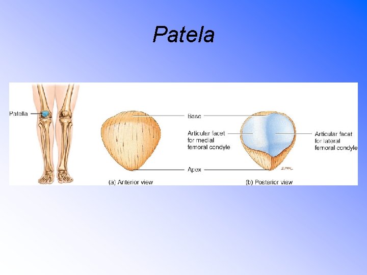 Patela 