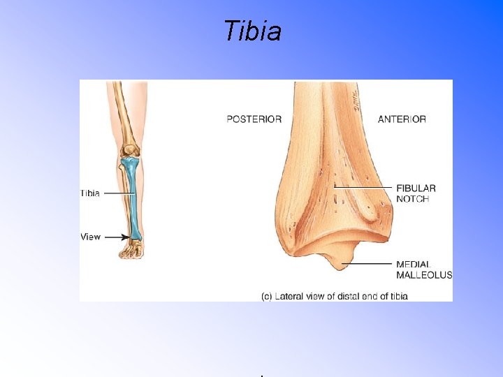 Tibia . 