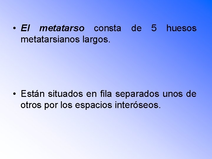  • El metatarso consta metatarsianos largos. de 5 huesos • Están situados en