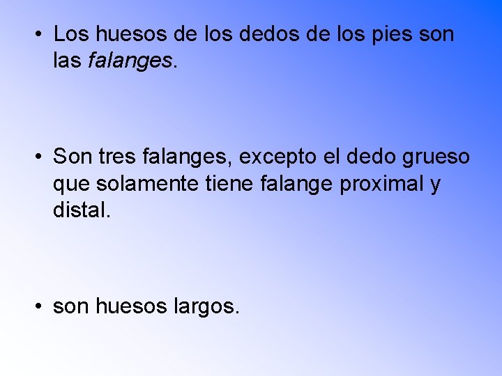  • Los huesos de los dedos de los pies son las falanges. •