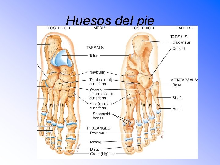 Huesos del pie 