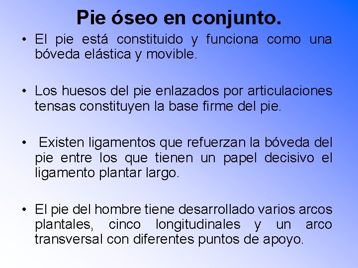 Pie óseo en conjunto. • El pie está constituido y funciona como una bóveda