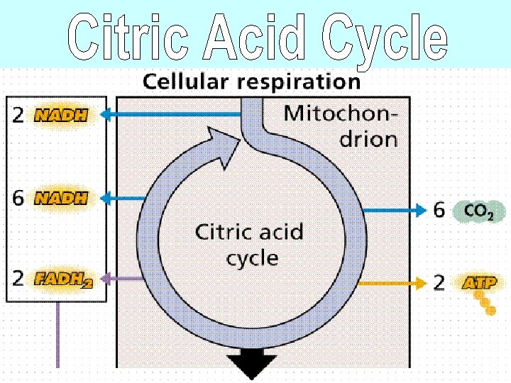 Atp Stands For What Mitochondria Break Down Food