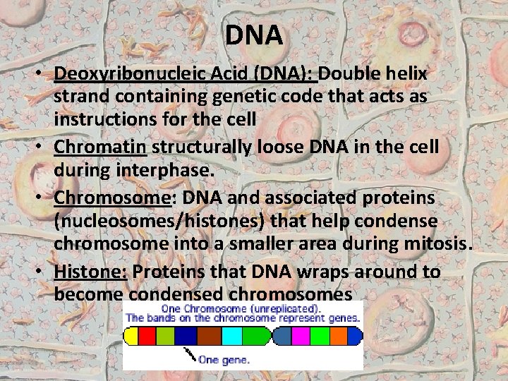 DNA • Deoxyribonucleic Acid (DNA): Double helix strand containing genetic code that acts as