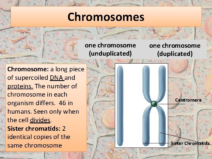 Chromosomes one chromosome (unduplicated) Chromosome: a long piece of supercoiled DNA and proteins. The