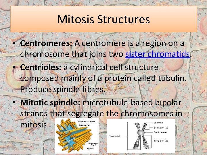 Mitosis Structures • Centromeres: A centromere is a region on a chromosome that joins