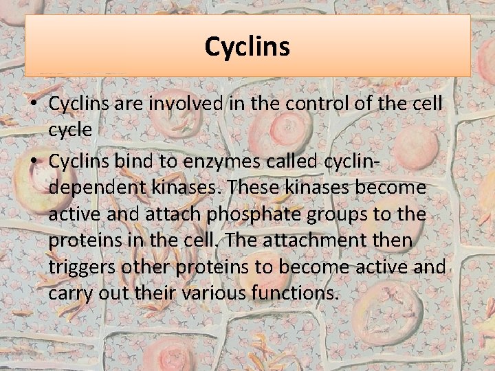 Cyclins • Cyclins are involved in the control of the cell cycle • Cyclins