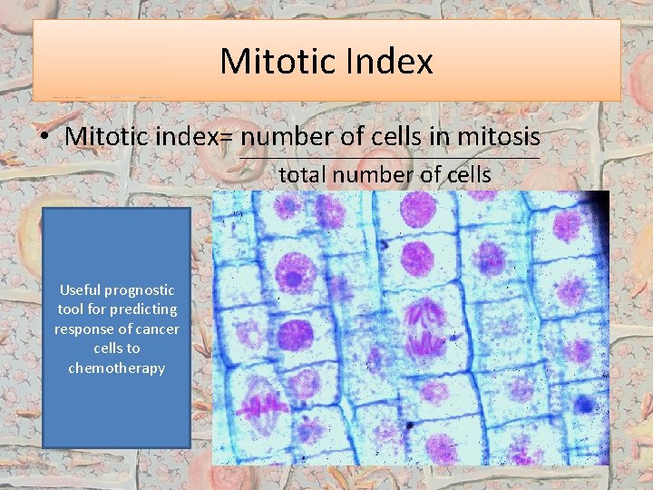 Mitotic Index • Mitotic index= number of cells in mitosis total number of cells
