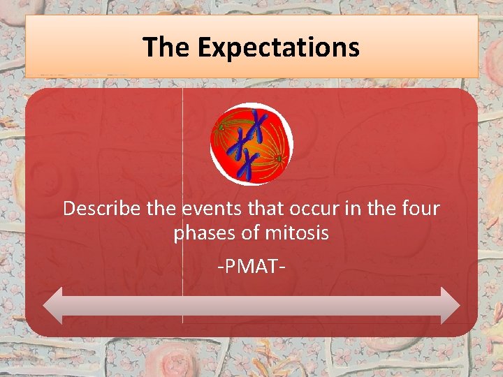The Expectations Describe the events that occur in the four phases of mitosis -PMAT-
