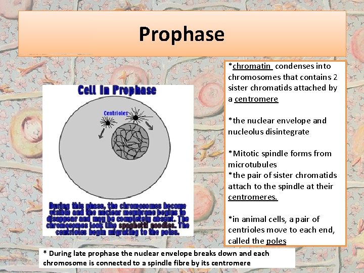 Prophase *chromatin condenses into chromosomes that contains 2 sister chromatids attached by a centromere