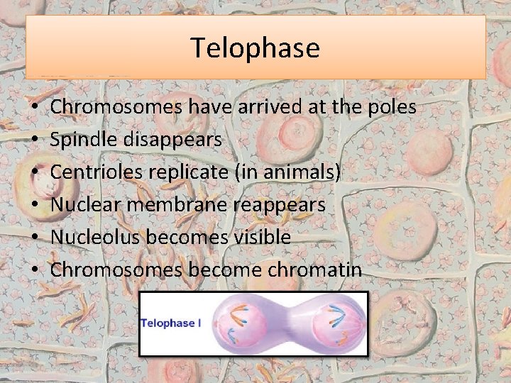 Telophase • • • Chromosomes have arrived at the poles Spindle disappears Centrioles replicate