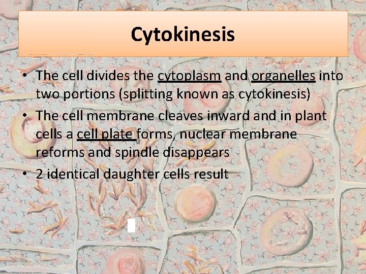Cytokinesis • The cell divides the cytoplasm and organelles into two portions (splitting known