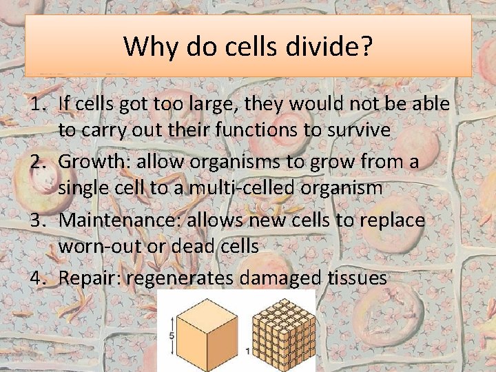 Why do cells divide? 1. If cells got too large, they would not be