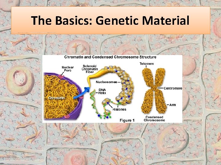 The Basics: Genetic Material 