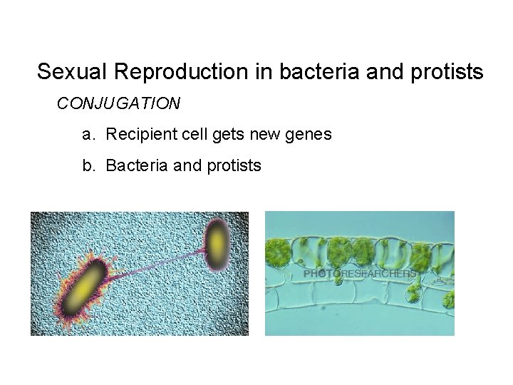 Sexual Reproduction In Protists MEIOSIS Ch 8 CELLS FOR SEXUAL REPRODUCTION Meiosis