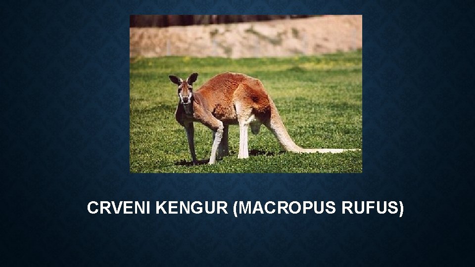 CRVENI KENGUR (MACROPUS RUFUS) 