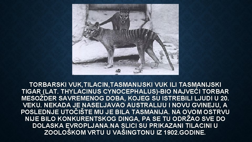 TORBARSKI VUK, TILACIN, TASMANIJSKI VUK ILI TASMANIJSKI TIGAR (LAT. THYLACINUS CYNOCEPHALUS)-BIO NAJVEĆI TORBAR MESOŽDER