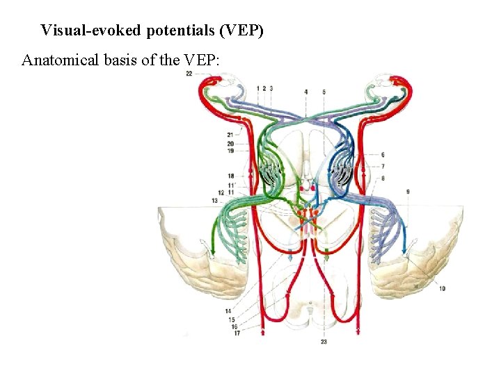 Visual-evoked potentials (VEP) Anatomical basis of the VEP: 