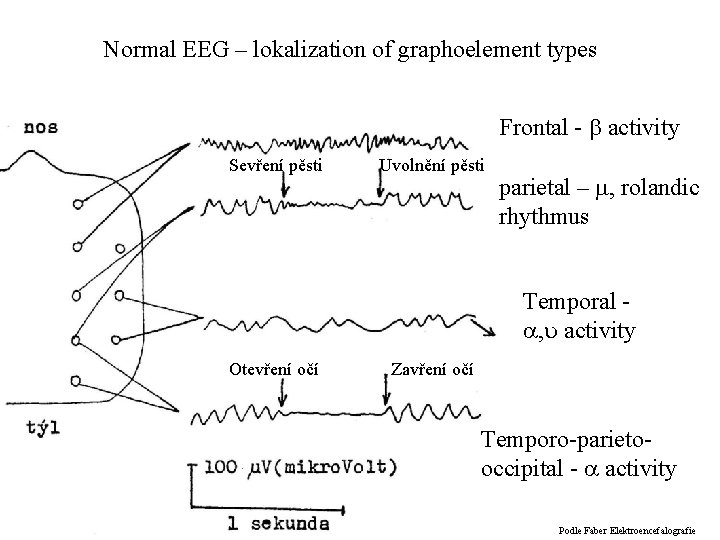 Normal EEG – lokalization of graphoelement types Frontal - activity Sevření pěsti Uvolnění pěsti
