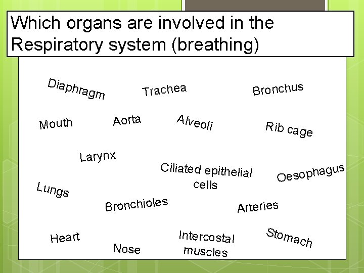 Which organs are involved in the Respiratory system (breathing) Diaph ragm Aorta Mouth Bronchus