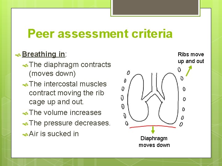 Peer assessment criteria Breathing in: The diaphragm contracts (moves down) The intercostal muscles contract