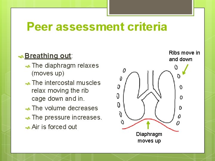 Peer assessment criteria Breathing Ribs move in and down out: The diaphragm relaxes (moves