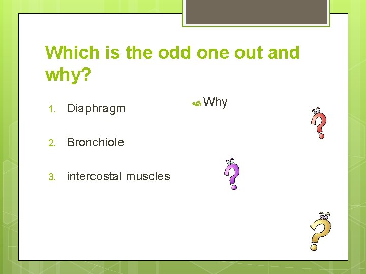 Which is the odd one out and why? 1. Diaphragm 2. Bronchiole 3. intercostal