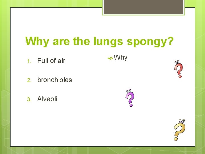 Why are the lungs spongy? 1. Full of air 2. bronchioles 3. Alveoli Why