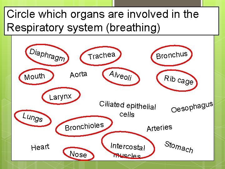 Circle which organs are involved in the Respiratory system (breathing) Diaph ragm Aorta Mouth