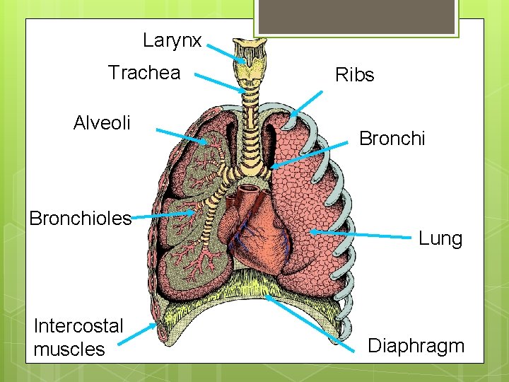 Larynx Trachea Alveoli Bronchioles Intercostal muscles Ribs Bronchi Lung Diaphragm 