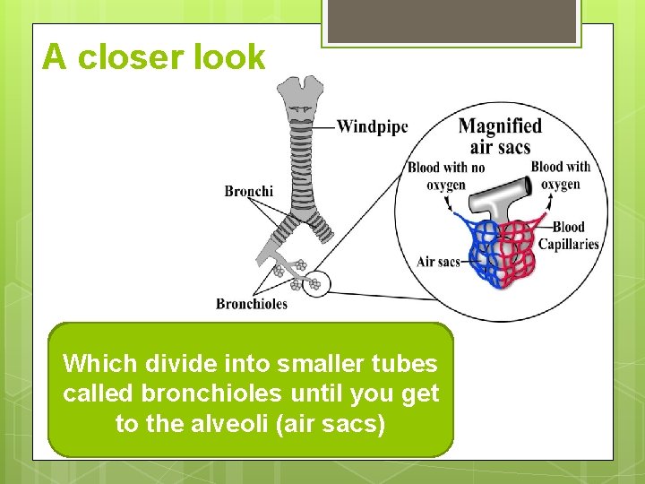 A closer look Which divide into smaller tubes The Which tube divides leading into