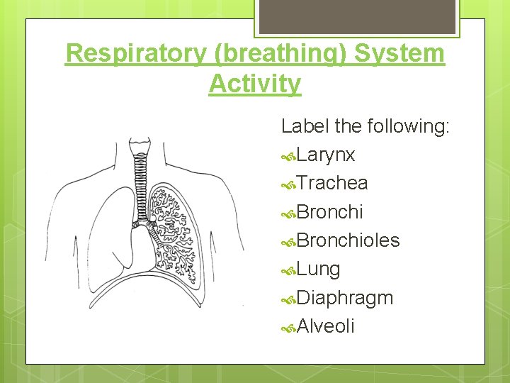 Respiratory (breathing) System Activity Label the following: Larynx Trachea Bronchioles Lung Diaphragm Alveoli 