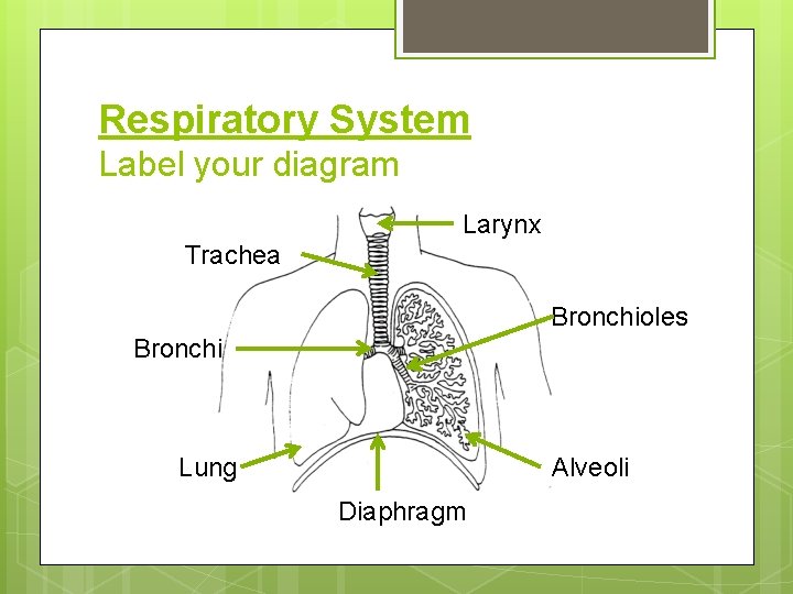 Respiratory System Label your diagram Larynx Trachea Bronchioles Bronchi Lung Alveoli Diaphragm 