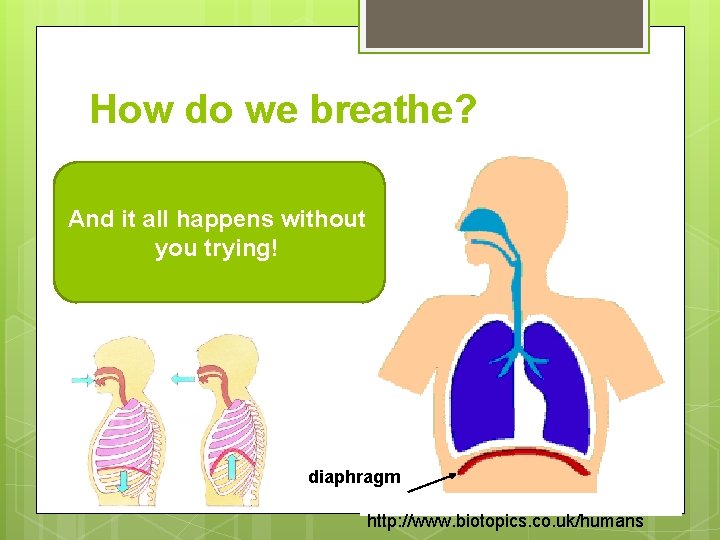 How do we breathe? And itlungs all the happens without the The the Watch