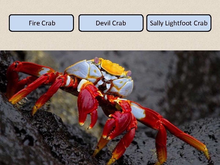 Fire Crab Devil Crab Sally Lightfoot Crab 