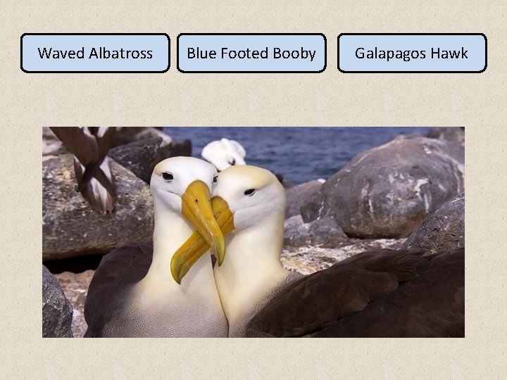 Waved Albatross Blue Footed Booby Galapagos Hawk 