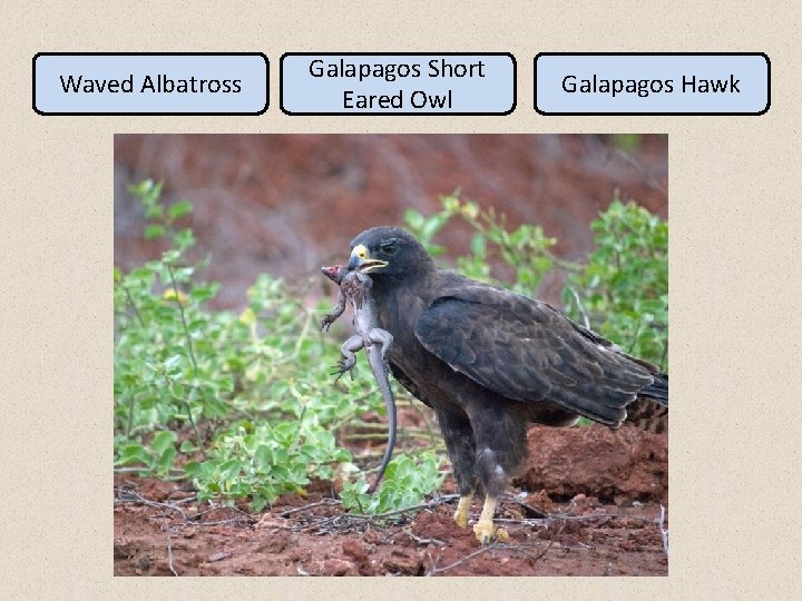 Waved Albatross Galapagos Short Eared Owl Galapagos Hawk 