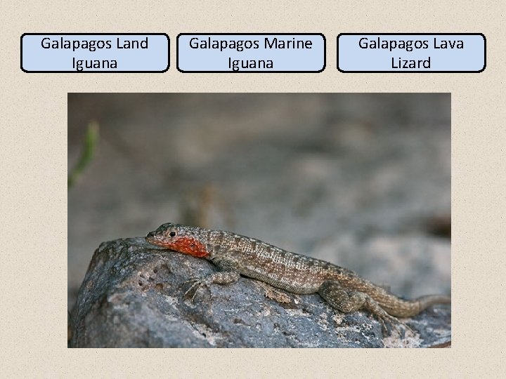 Galapagos Land Iguana Galapagos Marine Iguana Galapagos Lava Lizard 